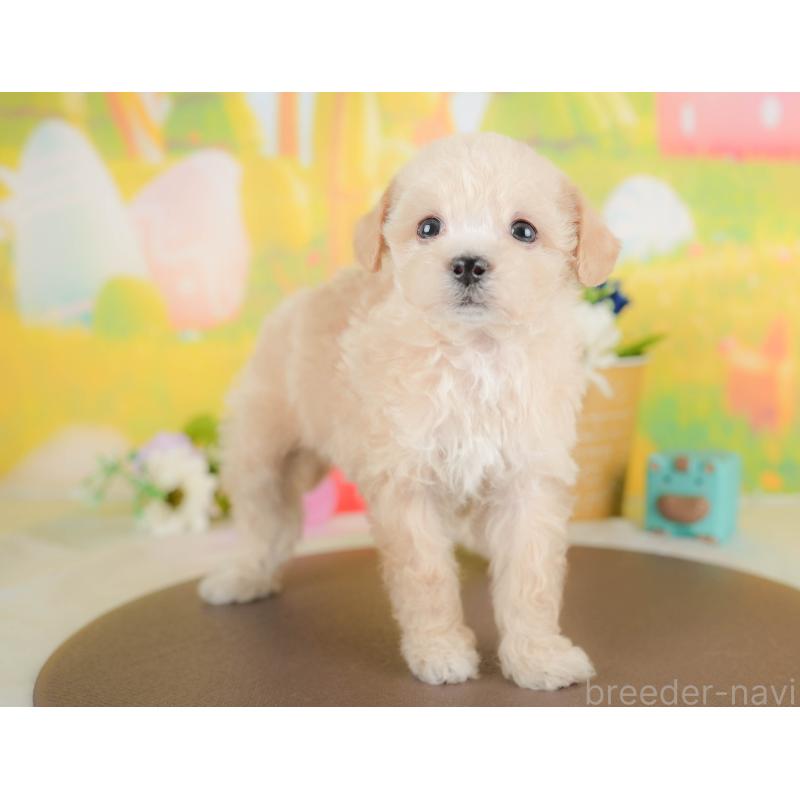 販売中の群馬県のビションプー:ビションフリーゼ×トイプードル-430075の3枚目