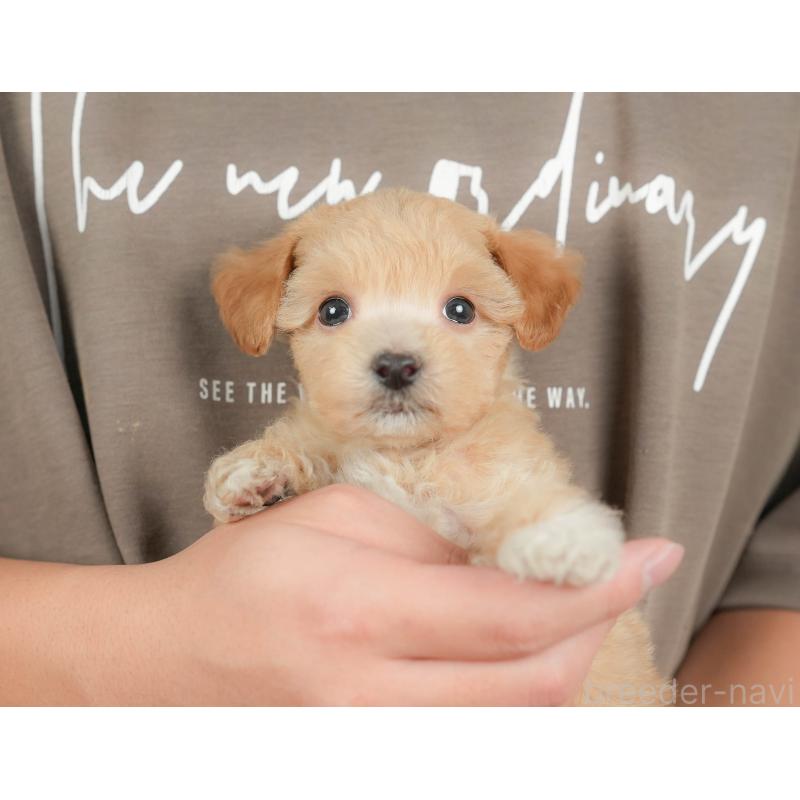 販売中の群馬県のビションプー:ビションフリーゼ×トイプードル-430074の1枚目