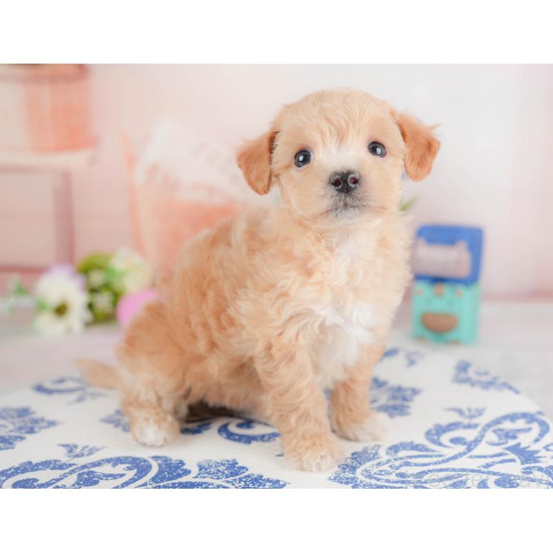 販売中の群馬県のビションプー:ビションフリーゼ×トイプードル-430074の8枚目