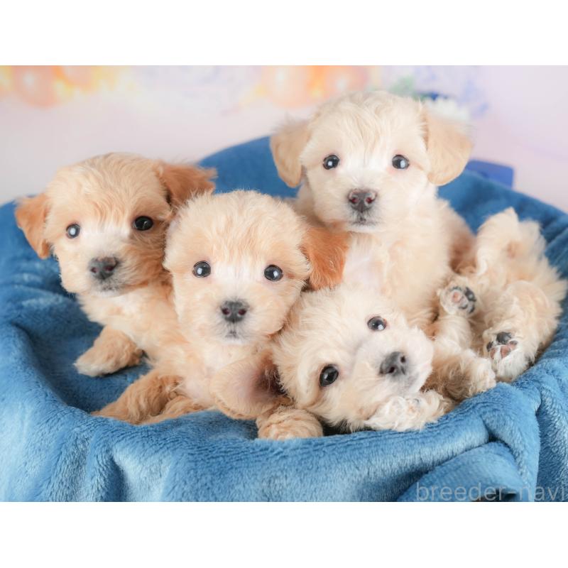 販売中の群馬県のビションプー:ビションフリーゼ×トイプードル-430074の7枚目