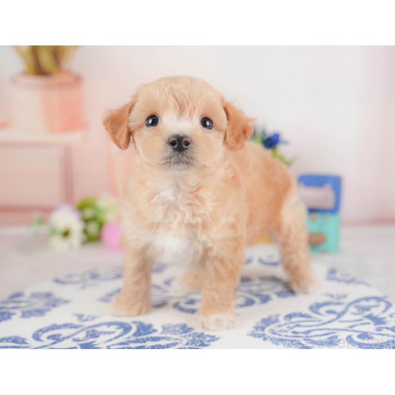 販売中の群馬県のビションプー:ビションフリーゼ×トイプードル-430074の6枚目