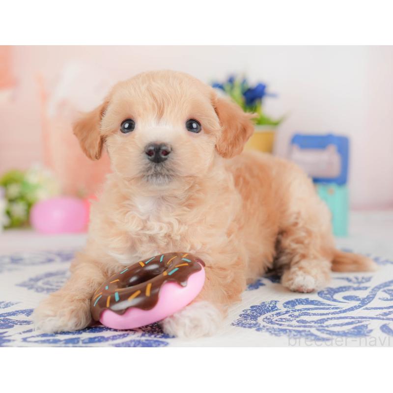 販売中の群馬県のビションプー:ビションフリーゼ×トイプードル-430074の5枚目