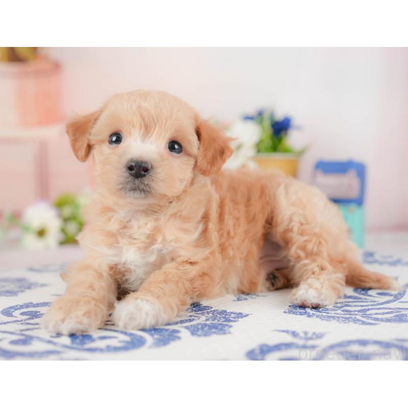 販売中の群馬県のビションプー:ビションフリーゼ×トイプードル-430074の3枚目