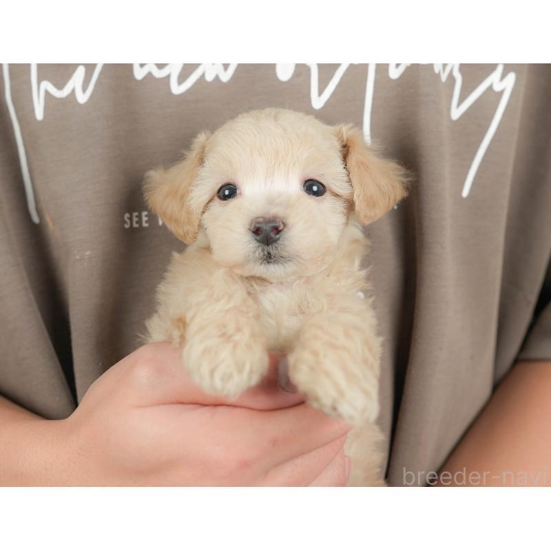 販売中の群馬県のビションプー:ビションフリーゼ×トイプードル-430072