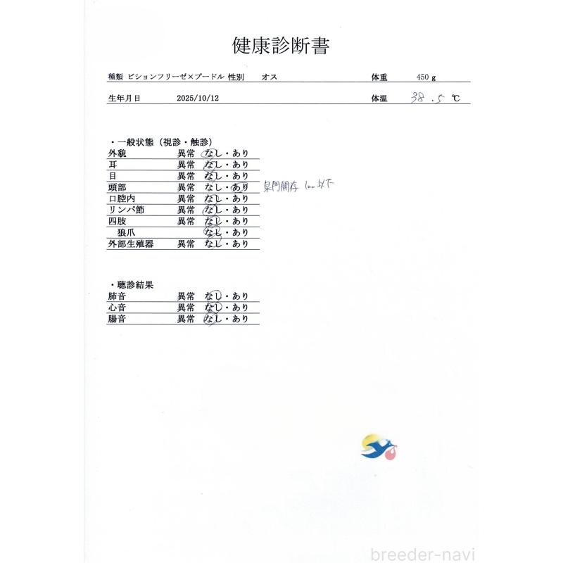販売中の群馬県のビションプー:ビションフリーゼ×トイプードル-430072の9枚目