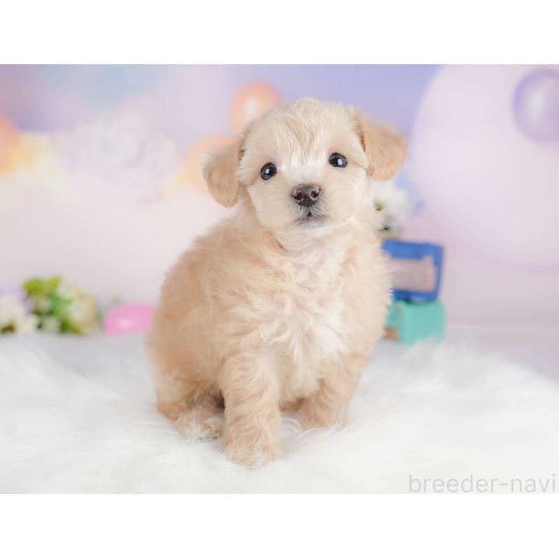 販売中の群馬県のビションプー:ビションフリーゼ×トイプードル-430072の8枚目