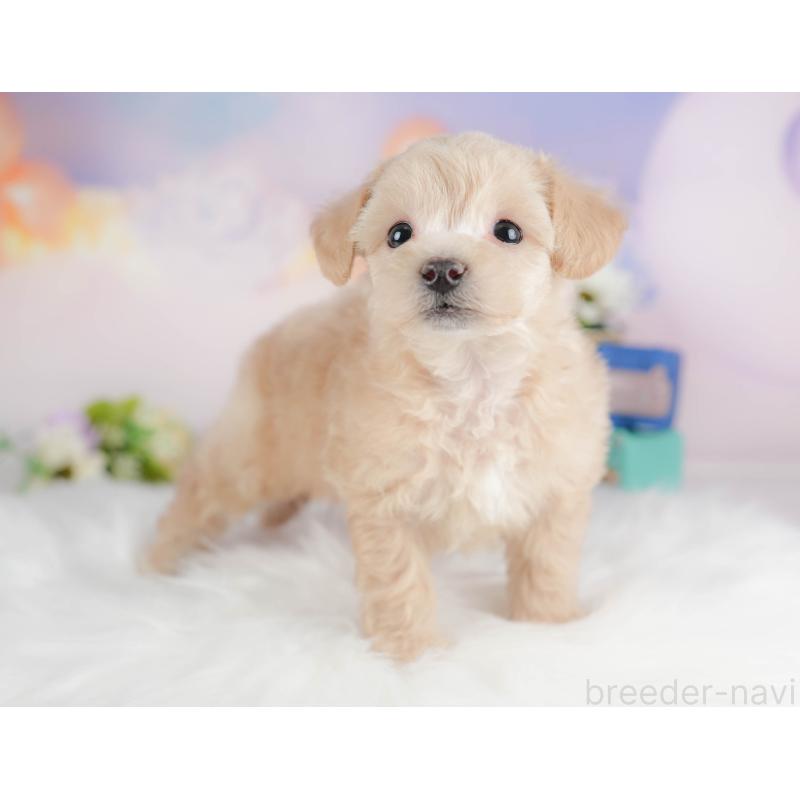 販売中の群馬県のビションプー:ビションフリーゼ×トイプードル-430072の6枚目