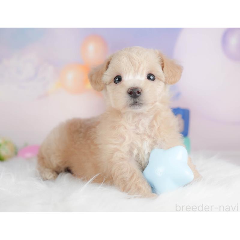 販売中の群馬県のビションプー:ビションフリーゼ×トイプードル-430072の5枚目