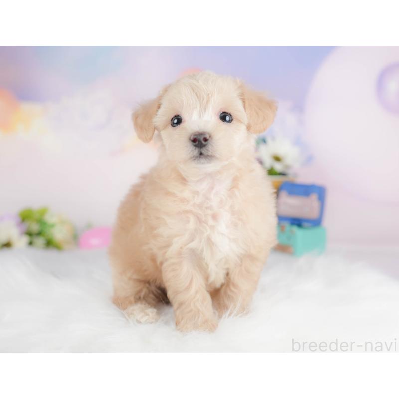 販売中の群馬県のビションプー:ビションフリーゼ×トイプードル-430072の4枚目