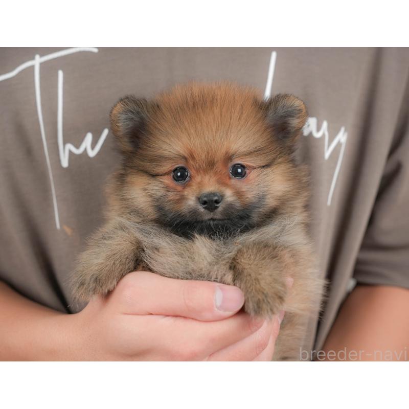 販売中の群馬県のポメラニアン-430068の1枚目