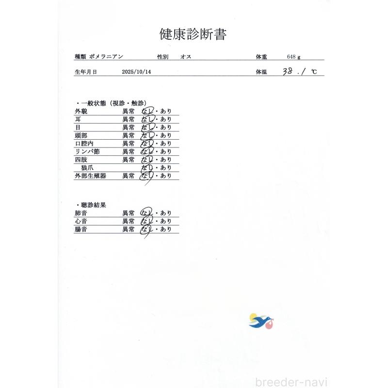 販売中の群馬県のポメラニアン-430068の9枚目