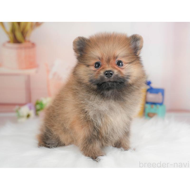 販売中の群馬県のポメラニアン-430068の8枚目