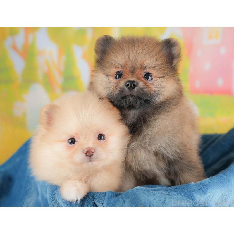 販売中の群馬県のポメラニアン-430068の7枚目