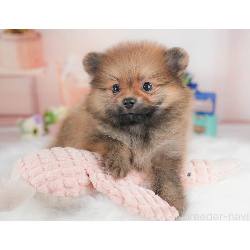 販売中の群馬県のポメラニアン-430068の6枚目