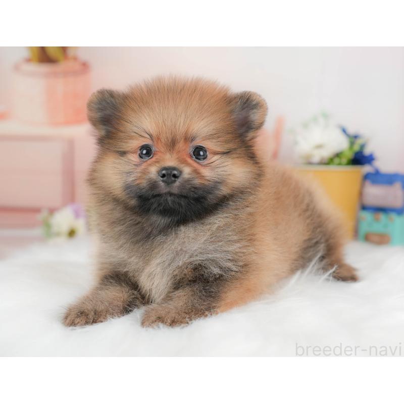 販売中の群馬県のポメラニアン-430068の5枚目