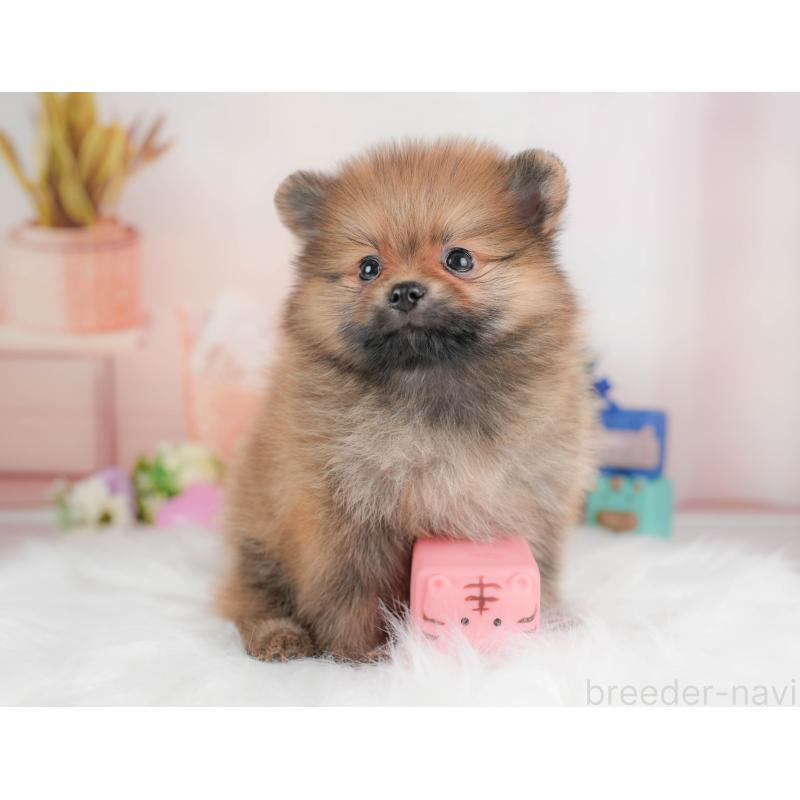 販売中の群馬県のポメラニアン-430068の4枚目