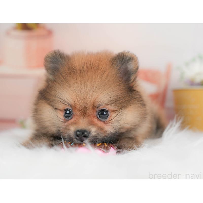 販売中の群馬県のポメラニアン-430068の3枚目