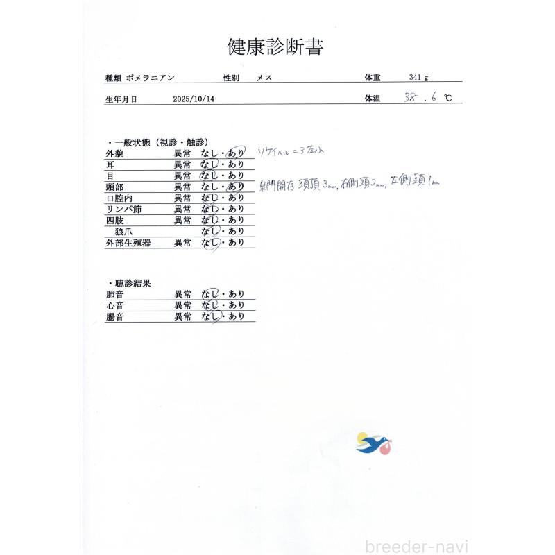 販売中の群馬県のポメラニアン-430066の9枚目