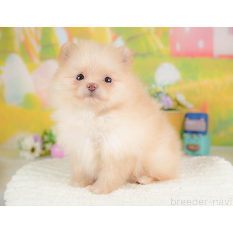 販売中の群馬県のポメラニアン-430066の8枚目