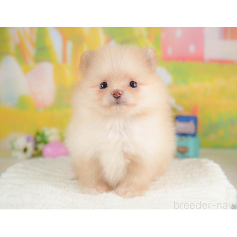 販売中の群馬県のポメラニアン-430066の6枚目