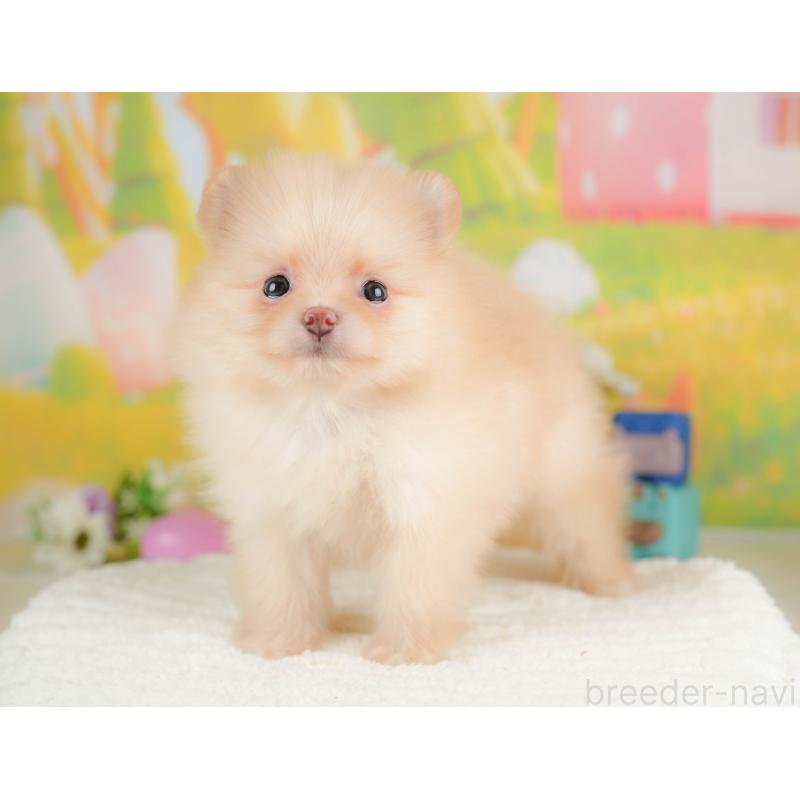 販売中の群馬県のポメラニアン-430066の5枚目