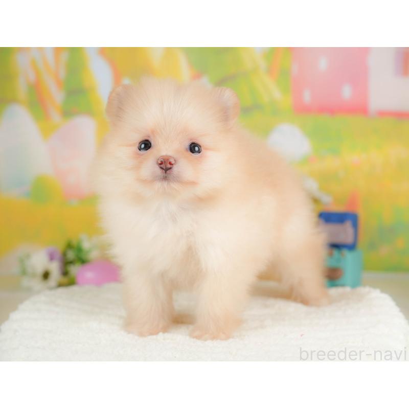 販売中の群馬県のポメラニアン-430066の4枚目