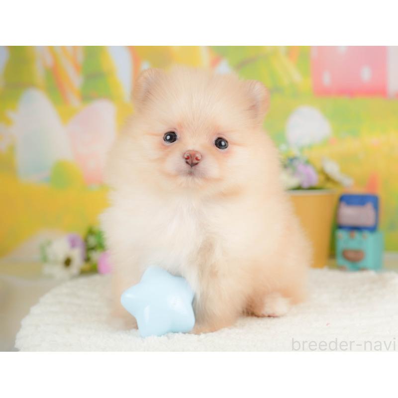 販売中の群馬県のポメラニアン-430066の3枚目