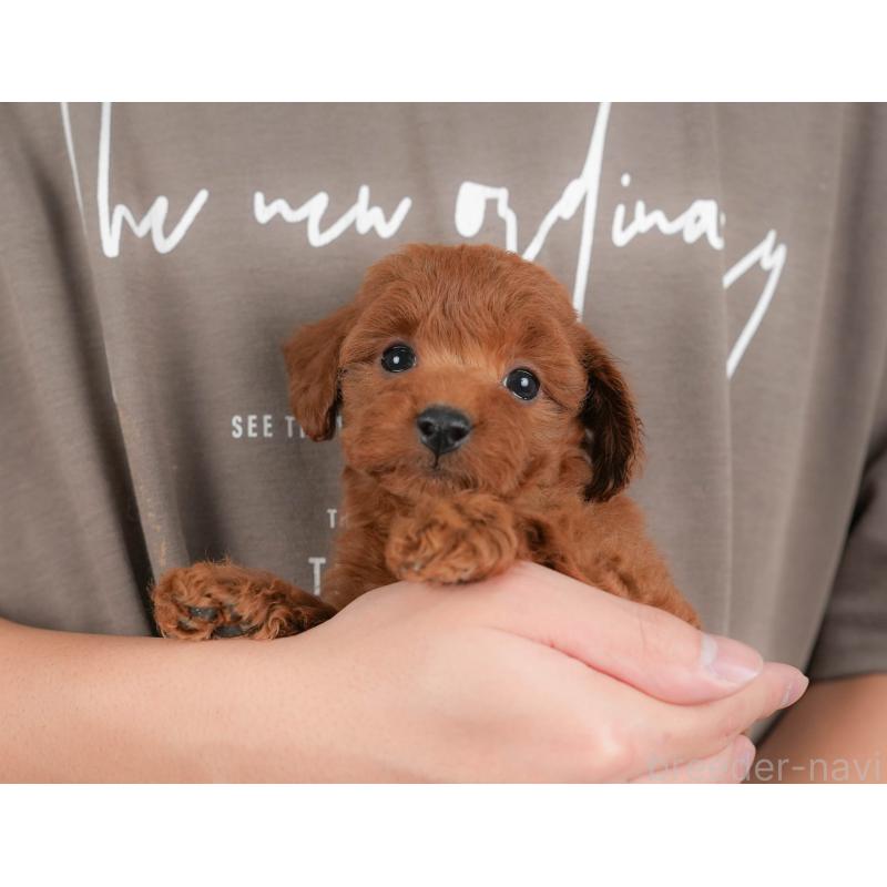 販売中の群馬県のトイプードル-430062の1枚目