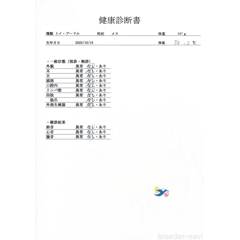 販売中の群馬県のトイプードル-430062の9枚目