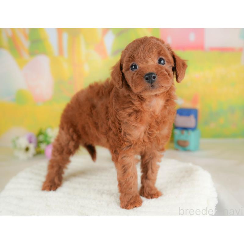 販売中の群馬県のトイプードル-430062の8枚目