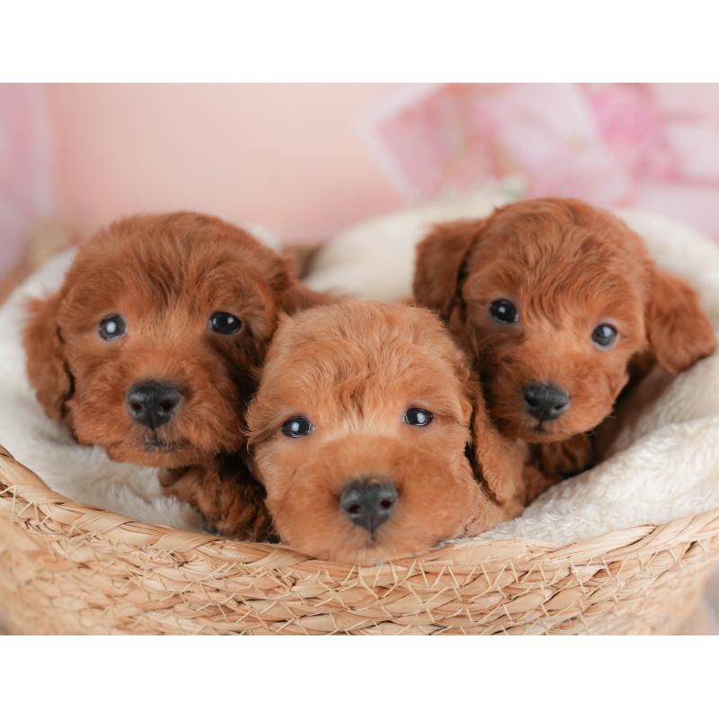 販売中の群馬県のトイプードル-430062の7枚目