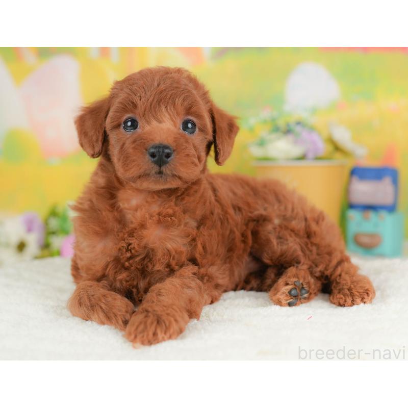 販売中の群馬県のトイプードル-430062の6枚目