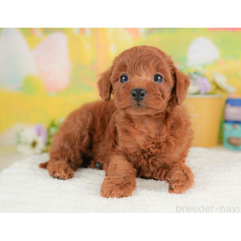 販売中の群馬県のトイプードル-430062の5枚目