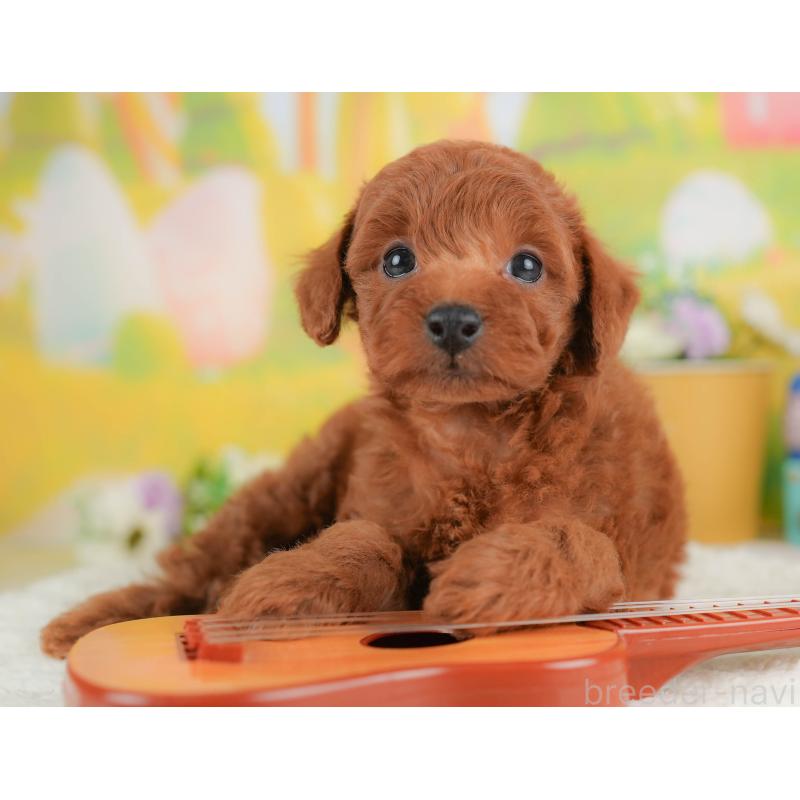 販売中の群馬県のトイプードル-430062の4枚目