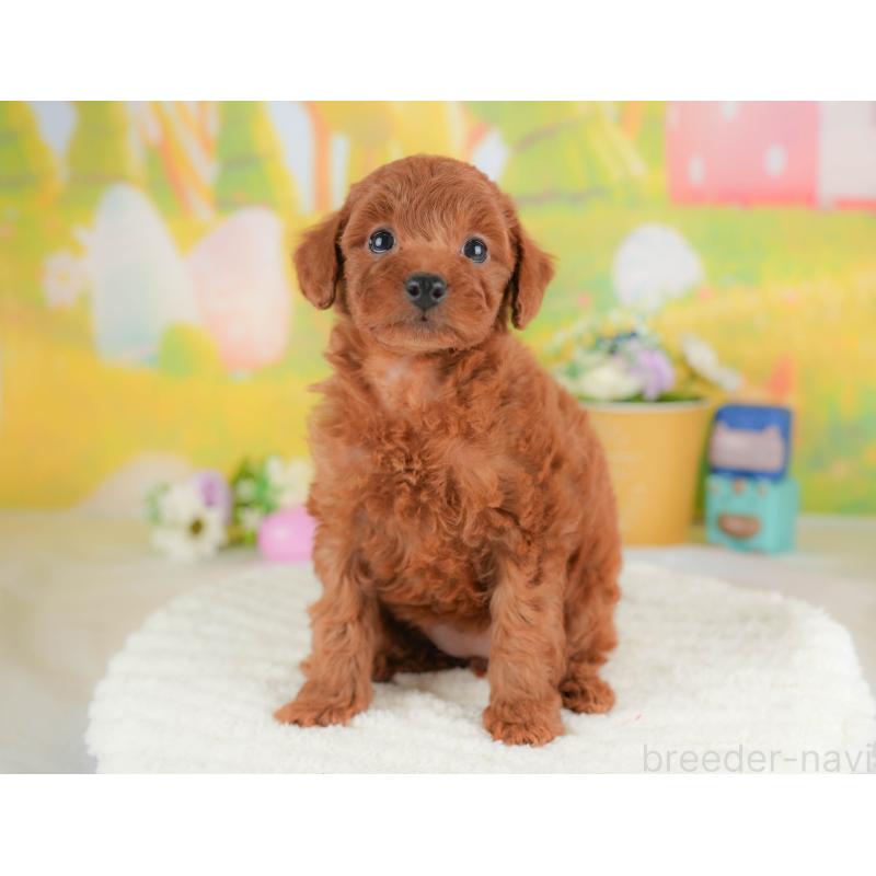 販売中の群馬県のトイプードル-430062の3枚目