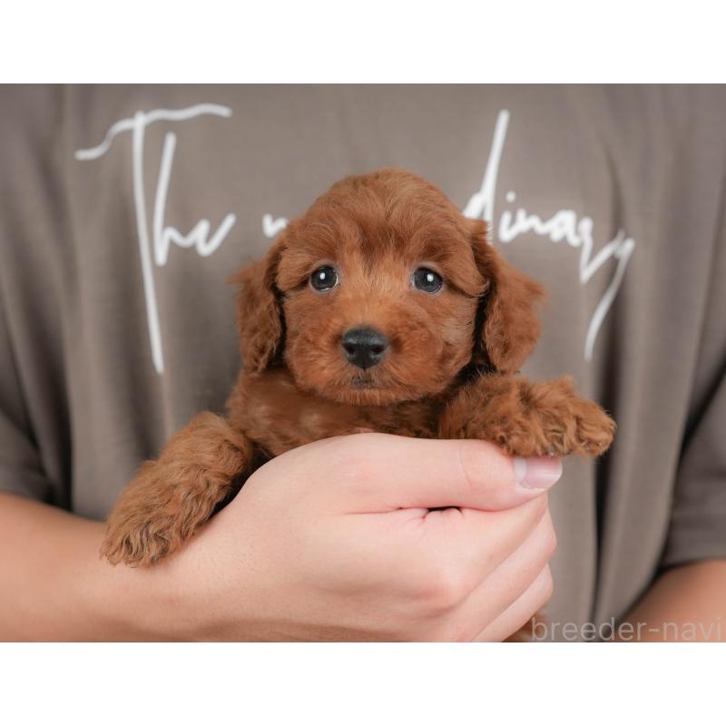 販売中の群馬県のトイプードル-430178