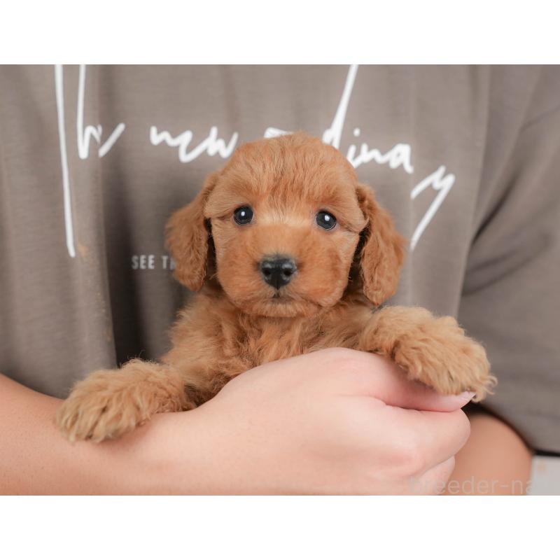 販売中の群馬県のトイプードル-429993の1枚目