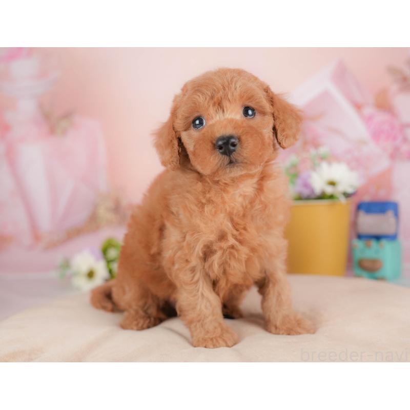 販売中の群馬県のトイプードル-429993の8枚目