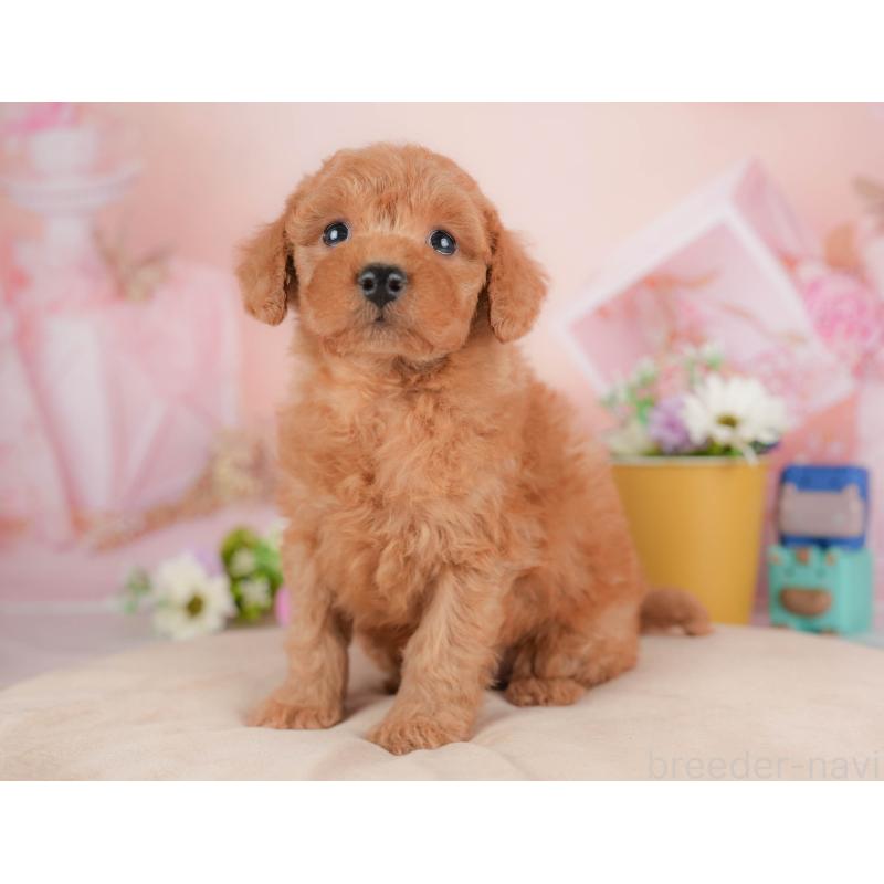 販売中の群馬県のトイプードル-429993の6枚目