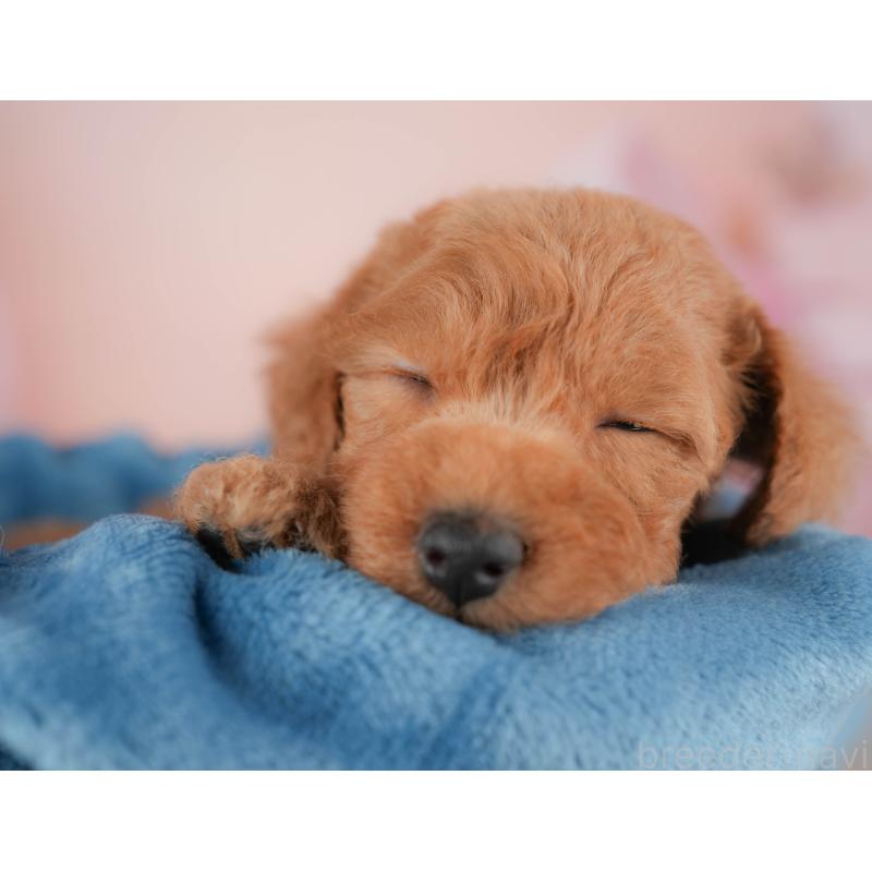 販売中の群馬県のトイプードル-429993の5枚目