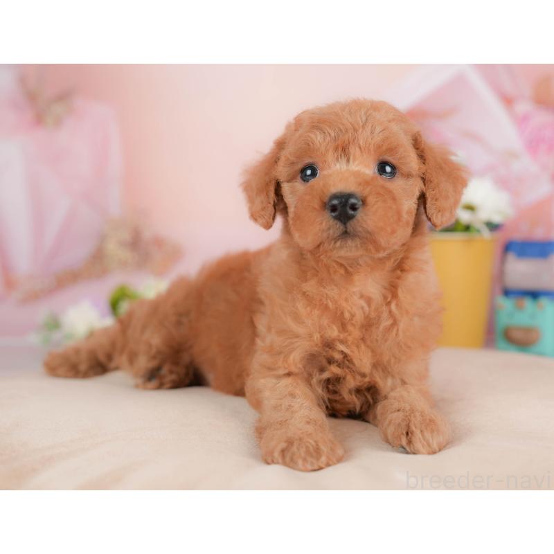 販売中の群馬県のトイプードル-429993の4枚目