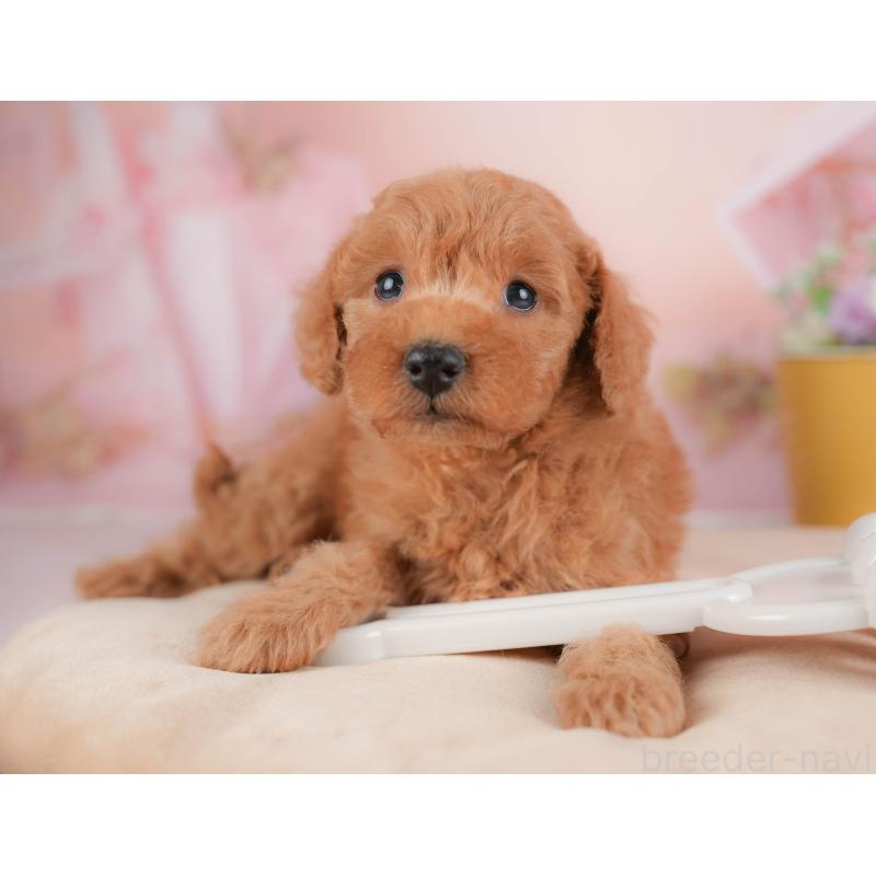 販売中の群馬県のトイプードル-429993の3枚目