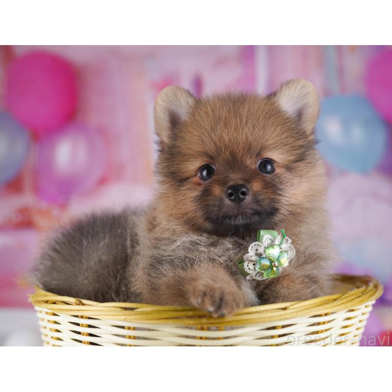 販売中の東京都のポメラニアン-430526の8枚目