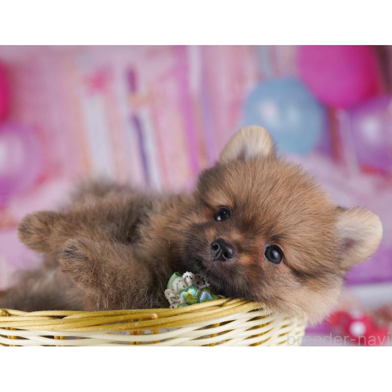 販売中の東京都のポメラニアン-430526の6枚目