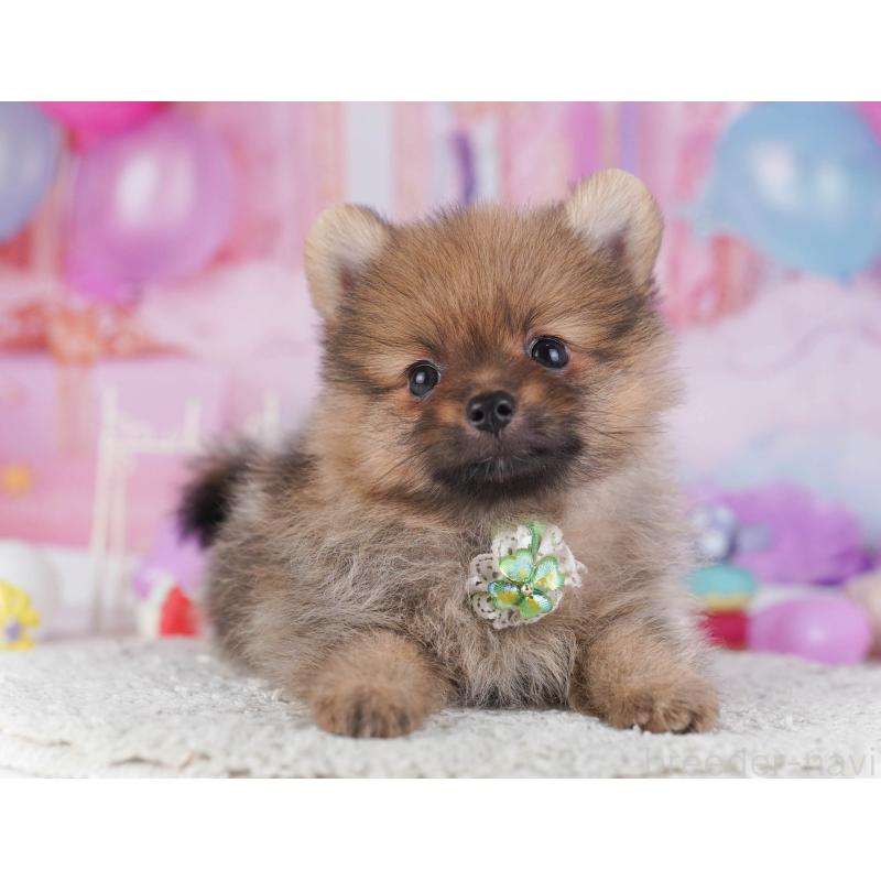 販売中の東京都のポメラニアン-430526の5枚目