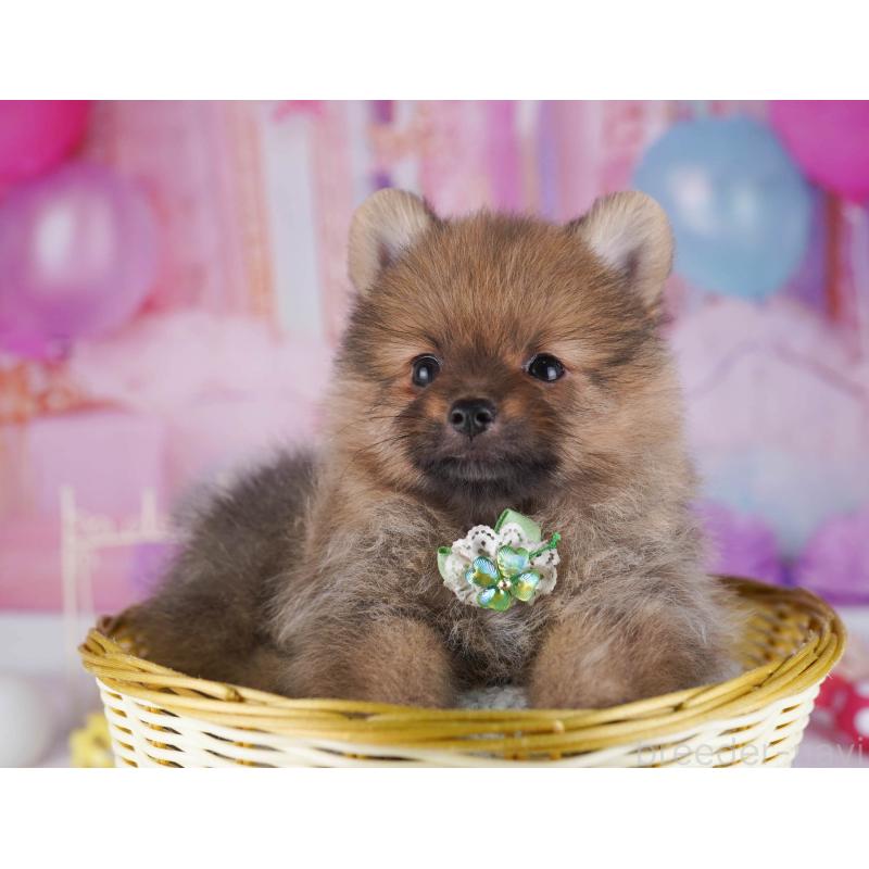 販売中の東京都のポメラニアン-430526の4枚目