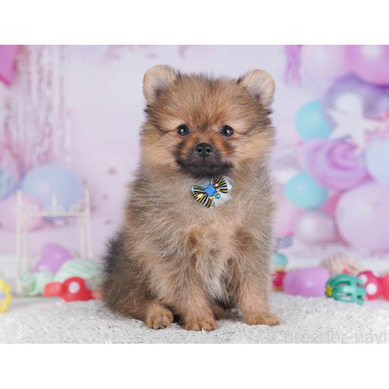 販売中の東京都のポメラニアン-430528の11枚目