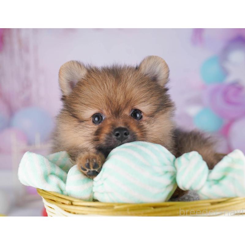 販売中の東京都のポメラニアン-430528の10枚目