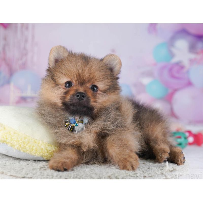 販売中の東京都のポメラニアン-430528の9枚目