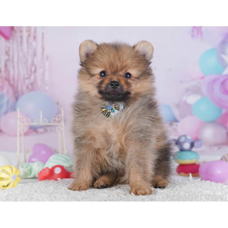 販売中の東京都のポメラニアン-430528の8枚目